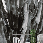Troisième vue du papier peint cactus noir et blanc dans une chambre adulte